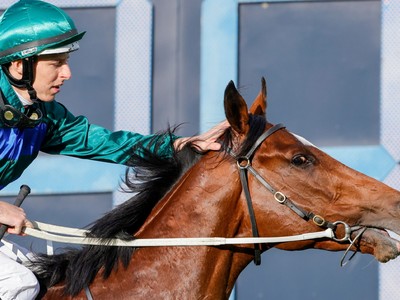 The Champion 3yo Jacquinot Has Returned To Training For The ... Image 1